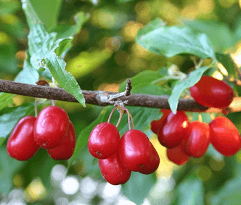مصرف زغال اخته عروق خون را گشاد می‌کند