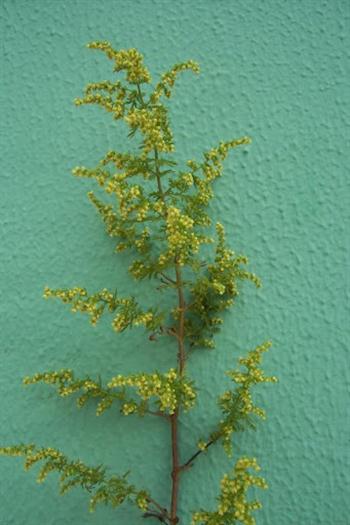 موره