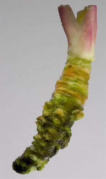 واسابی (ترب ژاپنی )