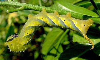 پروانه کله مرده