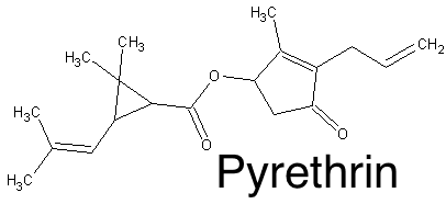 پیرترین