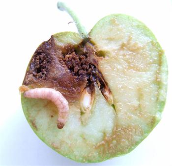 کرم سیب