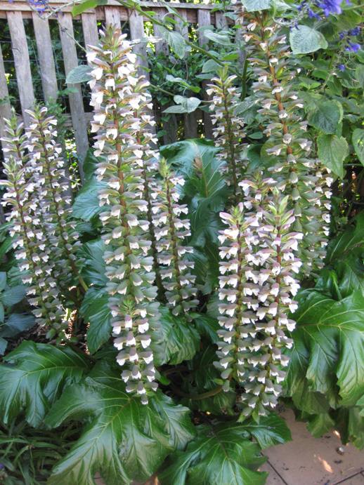 گیاهان تیره (خانواده)  آکانتاسه - Acanthaceae