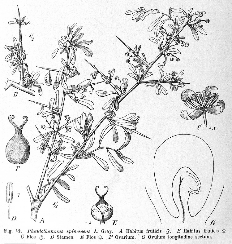 گیاهان تیره (خانواده)  اکاتوکارپاسه - Achatocarpaceae