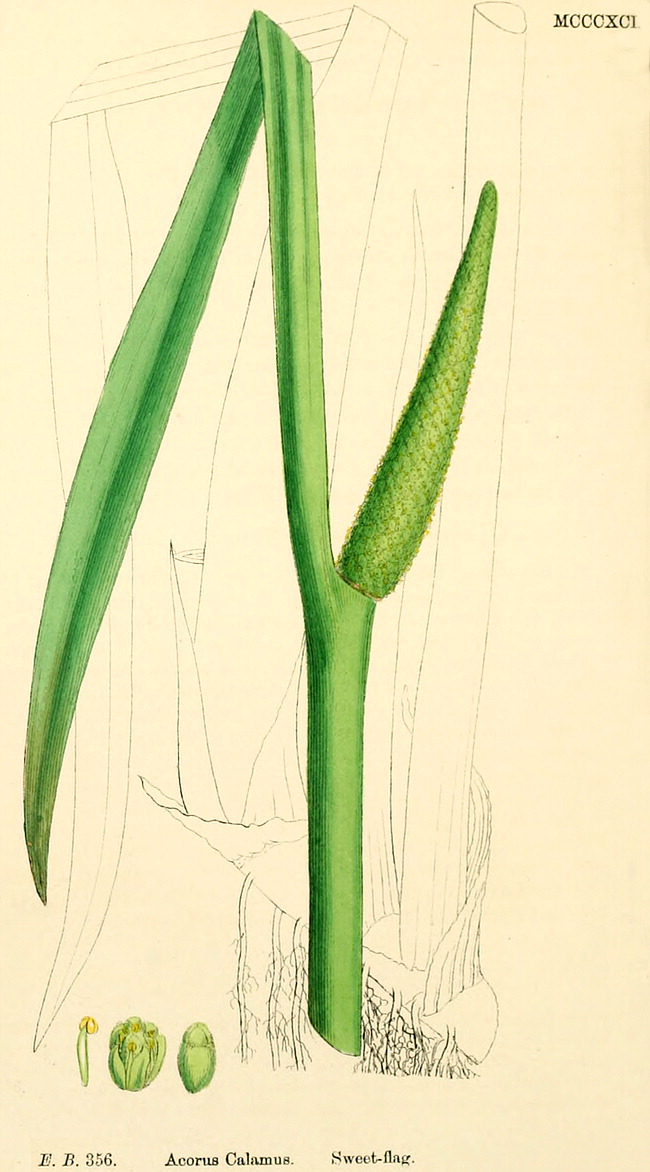 گیاهان تیره (خانواده)  اکوراسه - Acoraceae