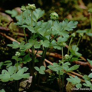 گیاهان تیره (خانواده)  آدوکساسه  - Adoxaceae