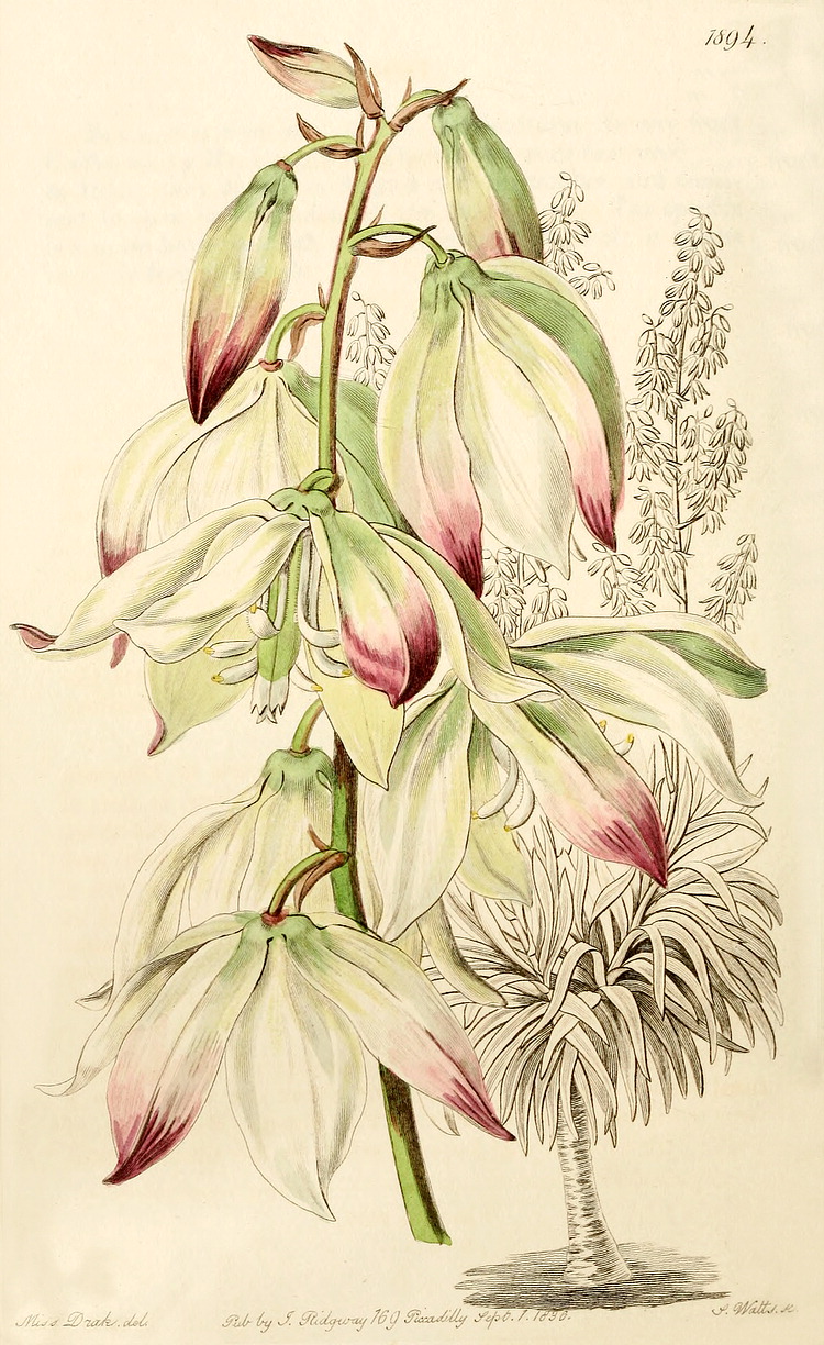 گیاهان تیره (خانواده) خنجریان - سوسنی ها - Agavaceae