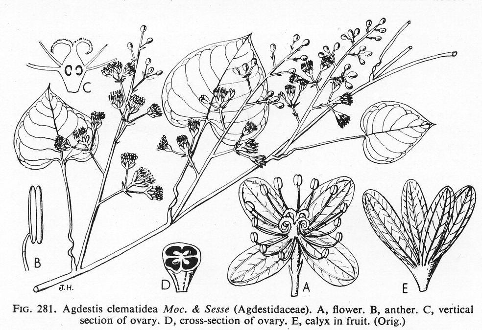 گیاهان تیره (خانواده)  اگدستیداسه - Agdestidaceae