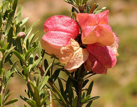 گیاهان تیره (خانواده)  ایتونیاسه - Aitoniaceae