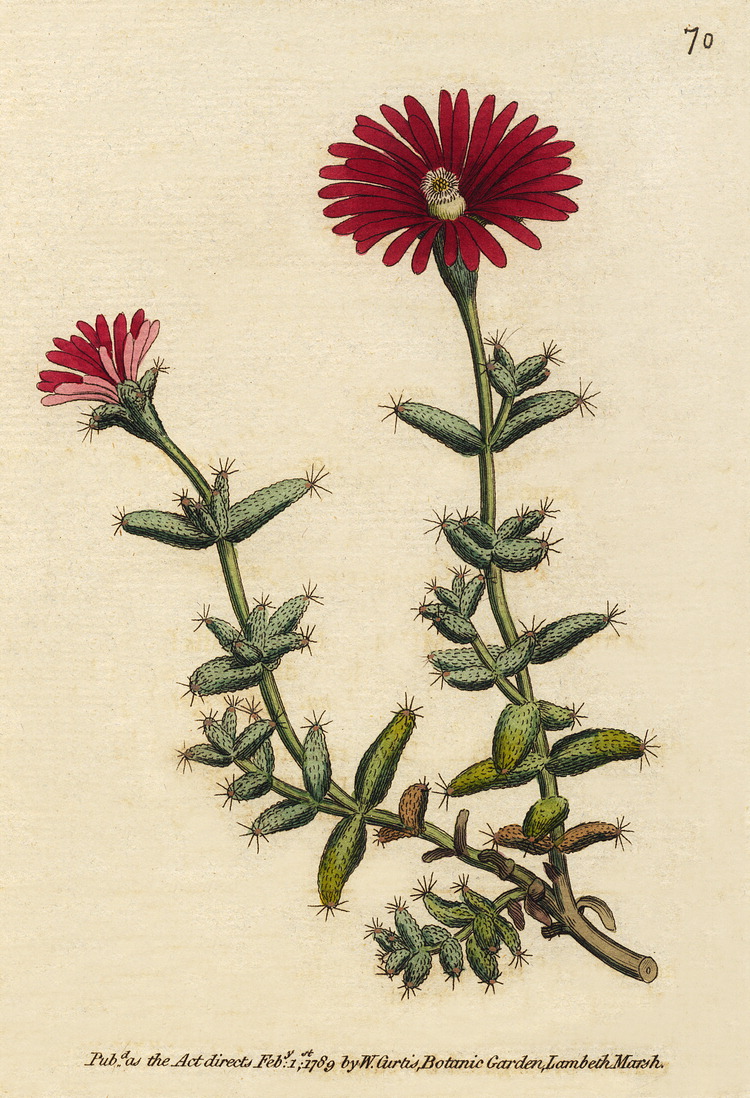 گیاهان تیره (خانواده)  آزوآسه - Aizoaceae