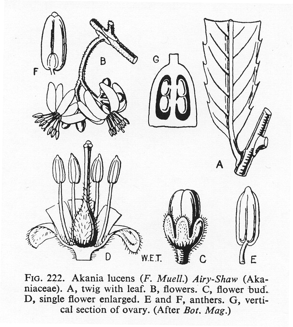 گیاهان تیره (خانواده)  اکانیاسه - Akaniaceae