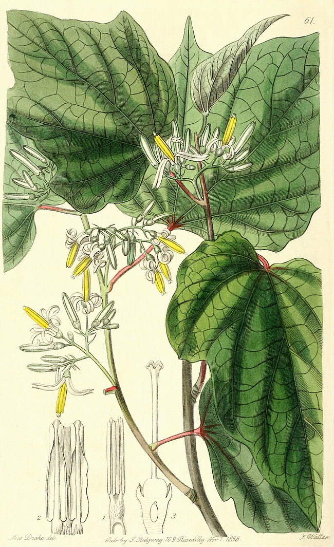 گیاهان تیره (خانواده)  الانگیاسه - Alangiaceae