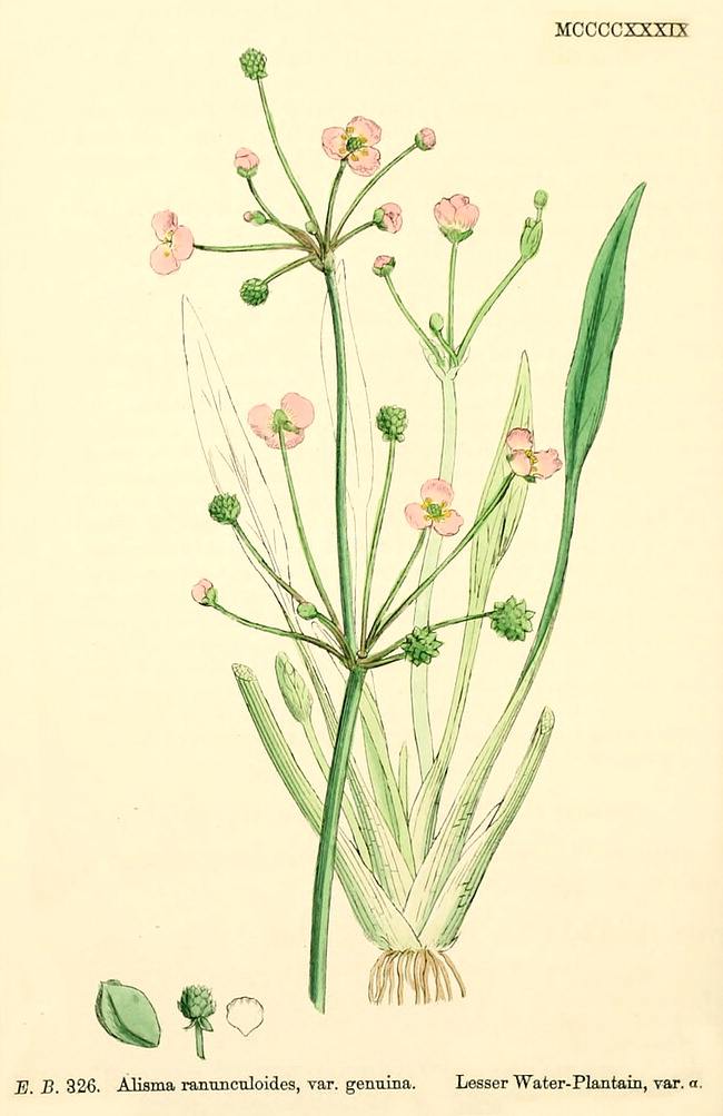 گیاهان تیره (خانواده)  تیرکمان آبی - Alismataceae