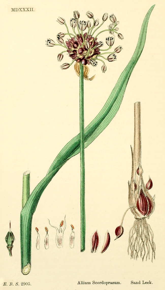 گیاهان تیره (خانواده) آلیاسه  -  پیاز - Alliaceae