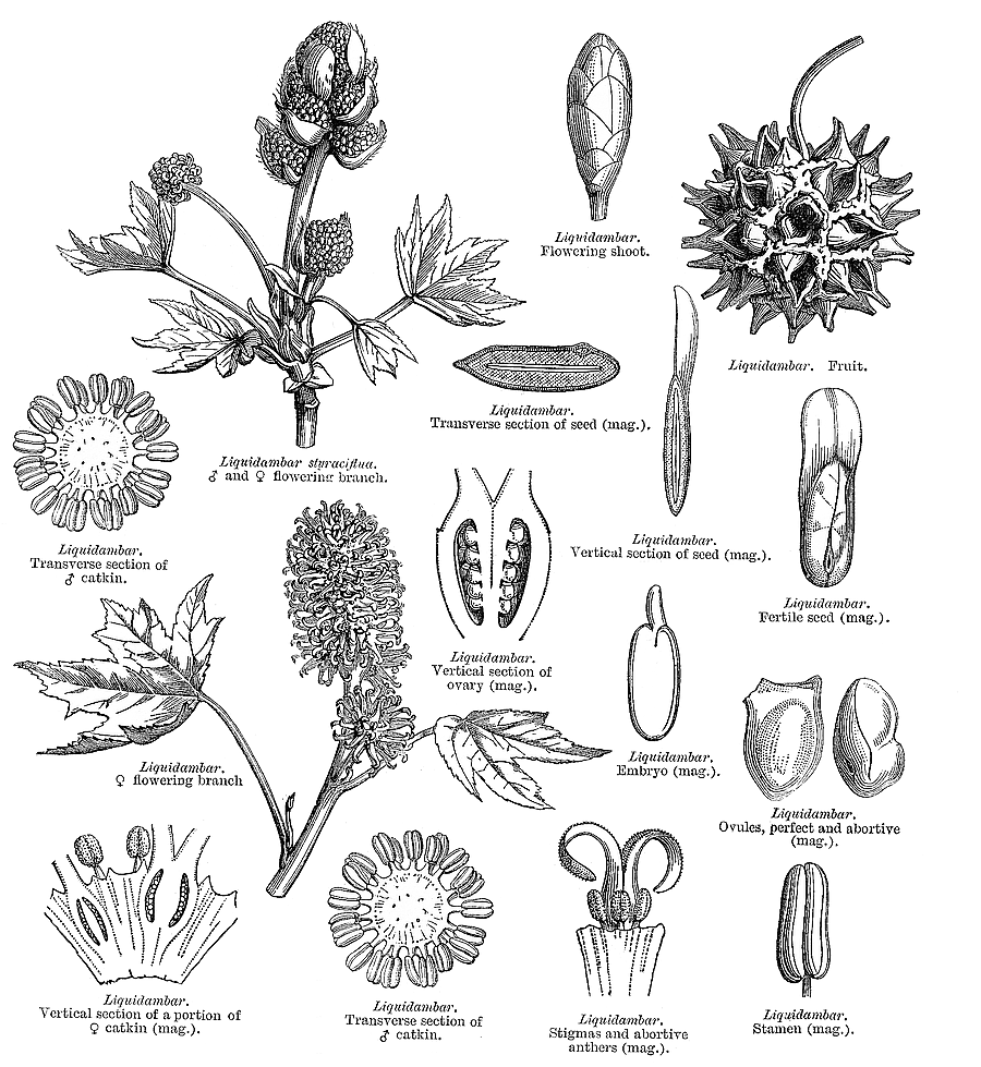 گیاهان تیره (خانواده)  التینگیاسه - Altingiaceae