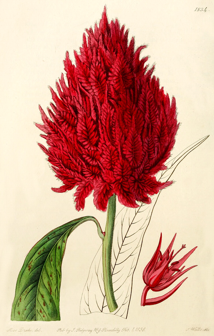 گیاهان تیره (خانواده) آمارانتاسه - تاج خروسیان - Amaranthaceae