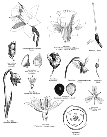گیاهان تیره (خانواده) نرگسیان - Amaryllidaceae