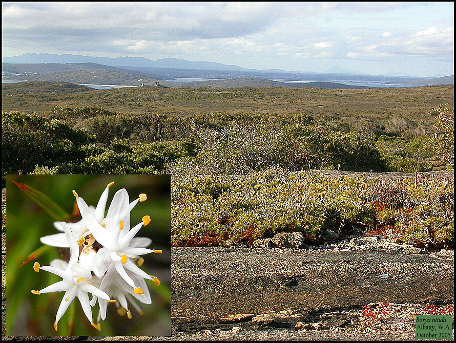 گیاهان تیره (خانواده)  انتهریکاسه - Anthericaceae