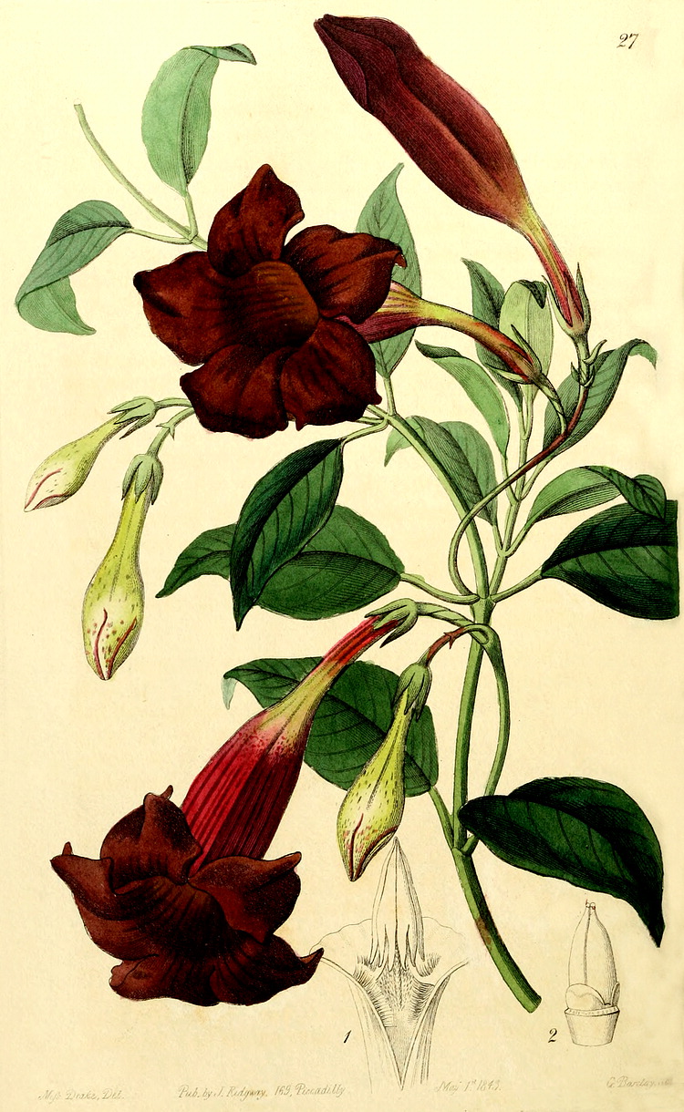 گیاهان تیره (خانواده) خرزهره - Apocynaceae