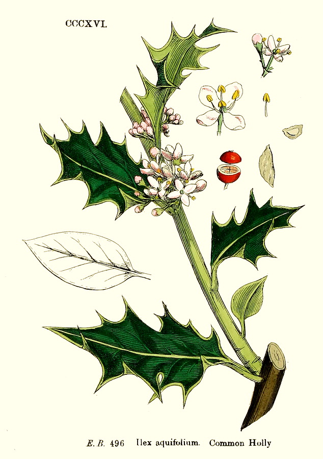 گیاهان تیره (خانواده)  خاسیان   - Aquifoliaceae