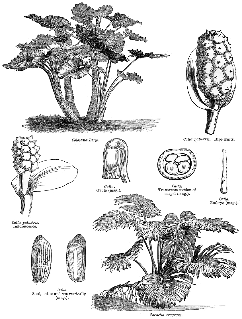 گیاهان تیره (خانواده)  شیپوری - Araceae