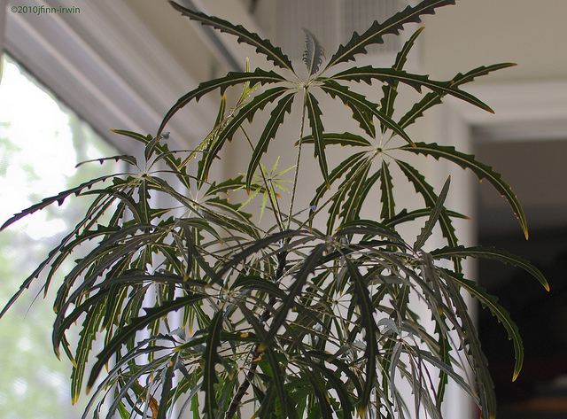 گیاهان تیره (خانواده)  عشقه - Araliaceae