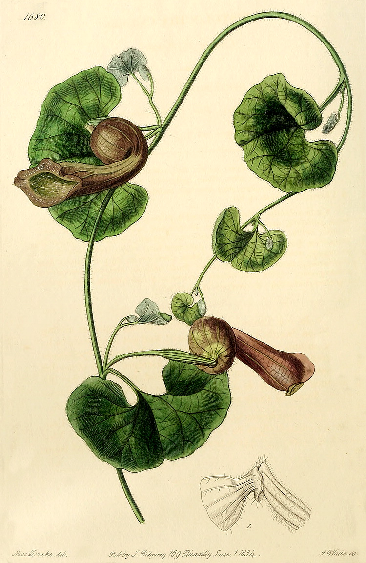 گیاهان تیره (خانواده)  اریستولوکهیاسه - Aristolochiaceae