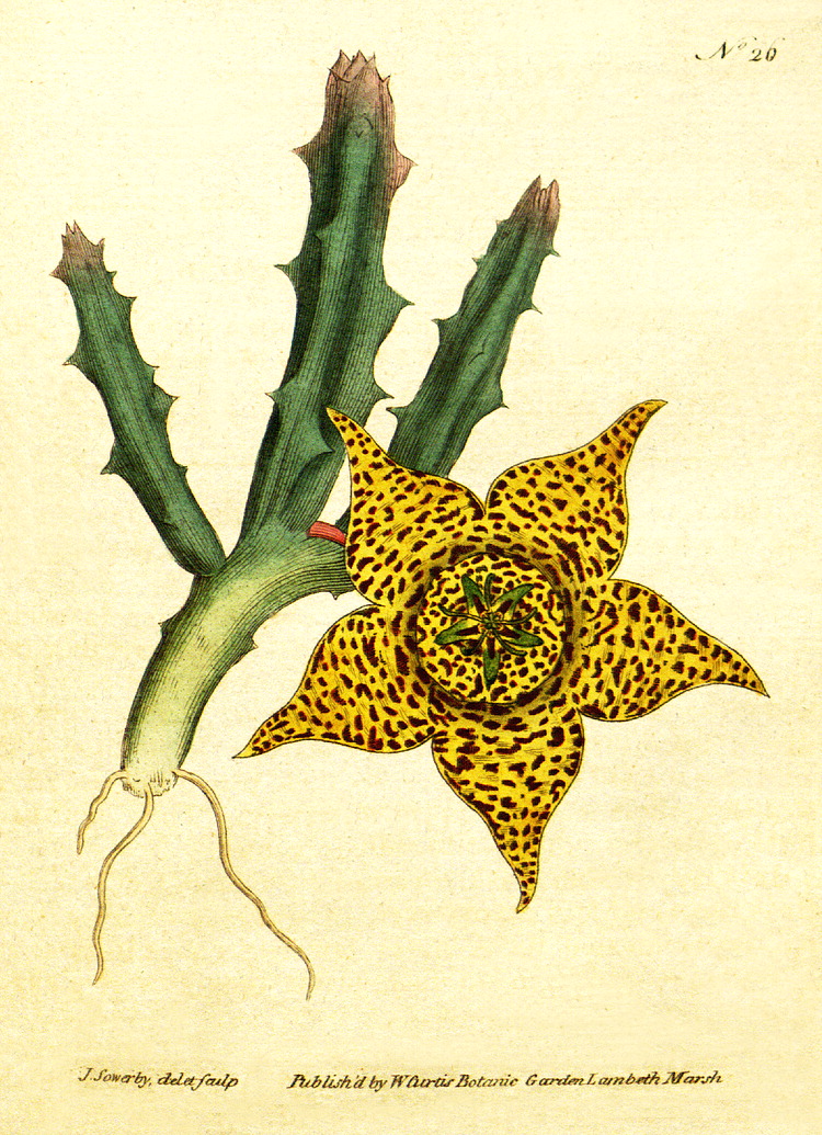 گیاهان تیره (خانواده)  استبرقیان - Asclepiadaceae