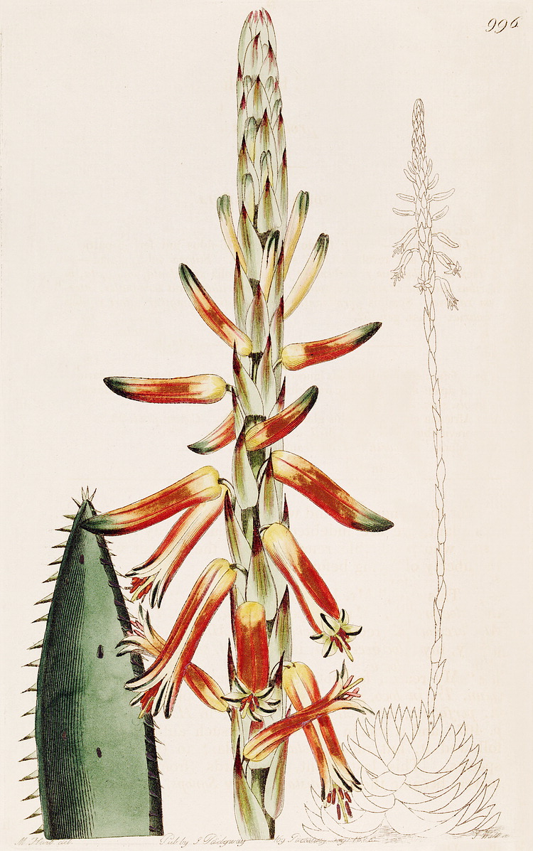 گیاهان تیره (خانواده)  سریشیان - Asphodelaceae