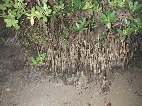 گیاهان تیره (خانواده)  آویسنیاسه - Avicenniaceae