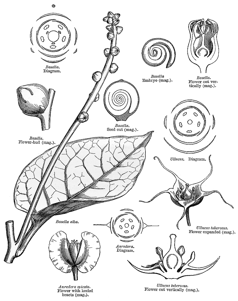 گیاهان تیره (خانواده)  باسِلاسه  - Basellaceae