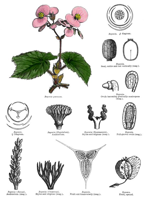 گیاهان تیره (خانواده)  بگونیا  - Begoniaceae