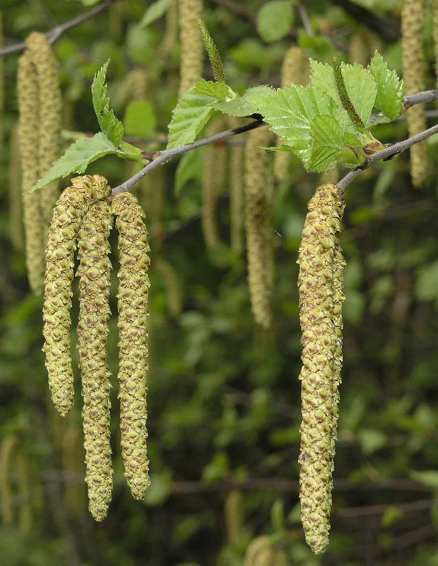 گیاهان تیره (خانواده)  بتولاسه - Betulaceae