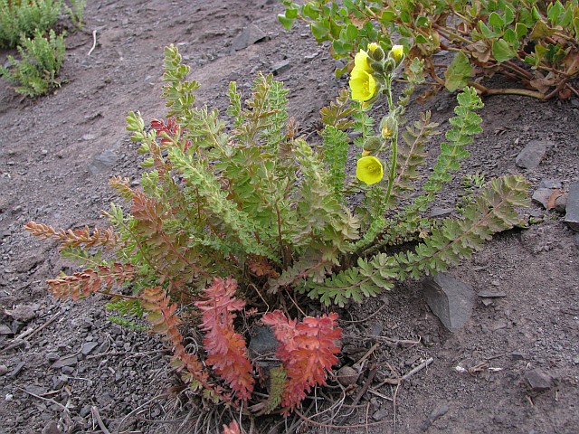 گیاهان تیره (خانواده)  بیبرزتینیاسه  - Biebersteiniaceae