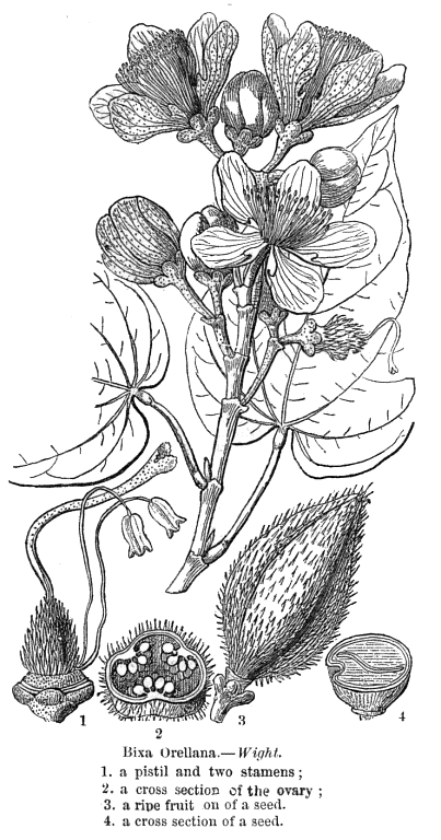 گیاهان تیره (خانواده)  بیکساسه - Bixaceae