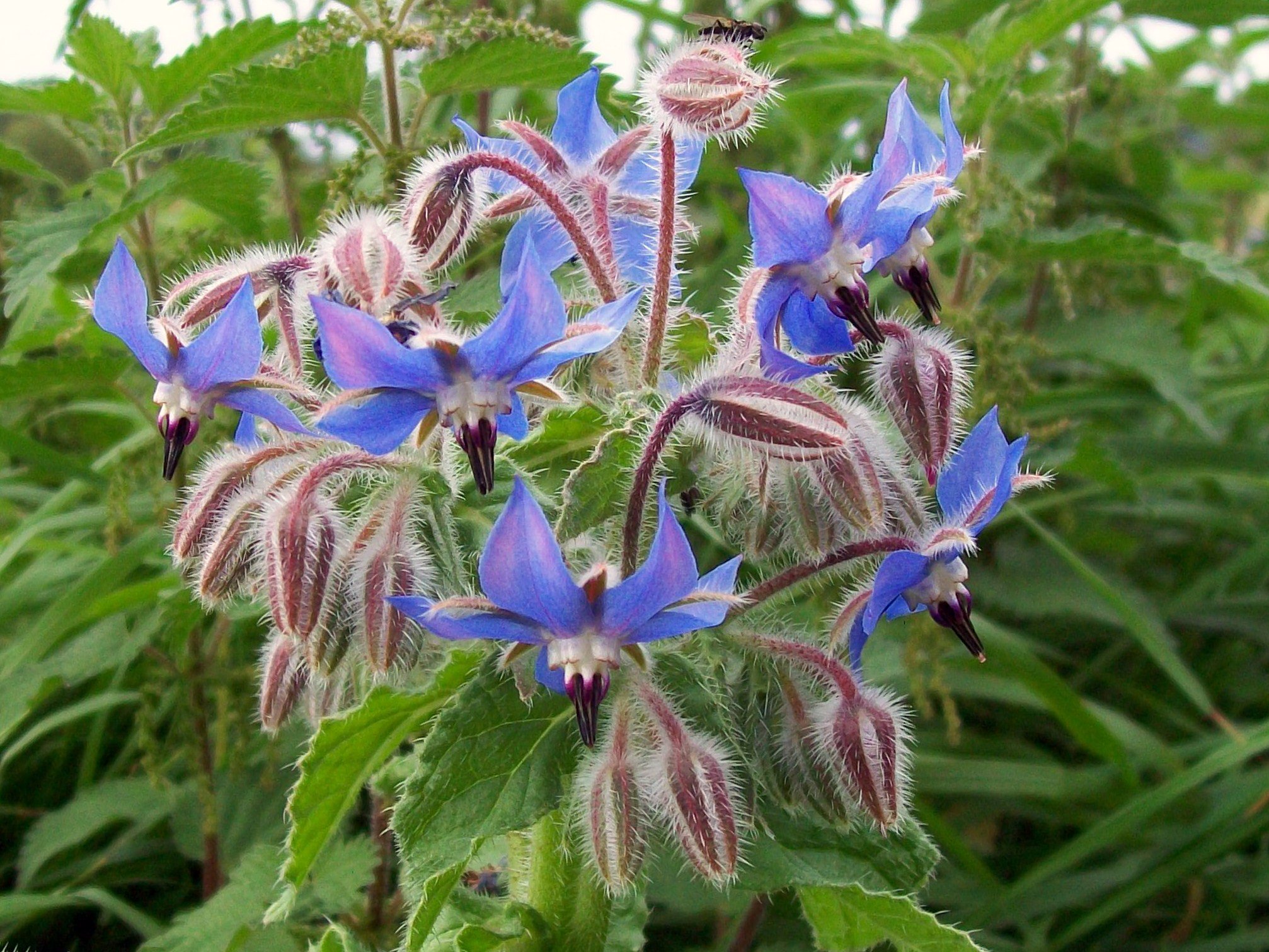گیاهان تیره (خانواده)  گل گاوزبان - Boraginaceae