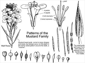 گیاهان تیره (خانواده) شب بوها یا چلیپائیان - Brassicaceae