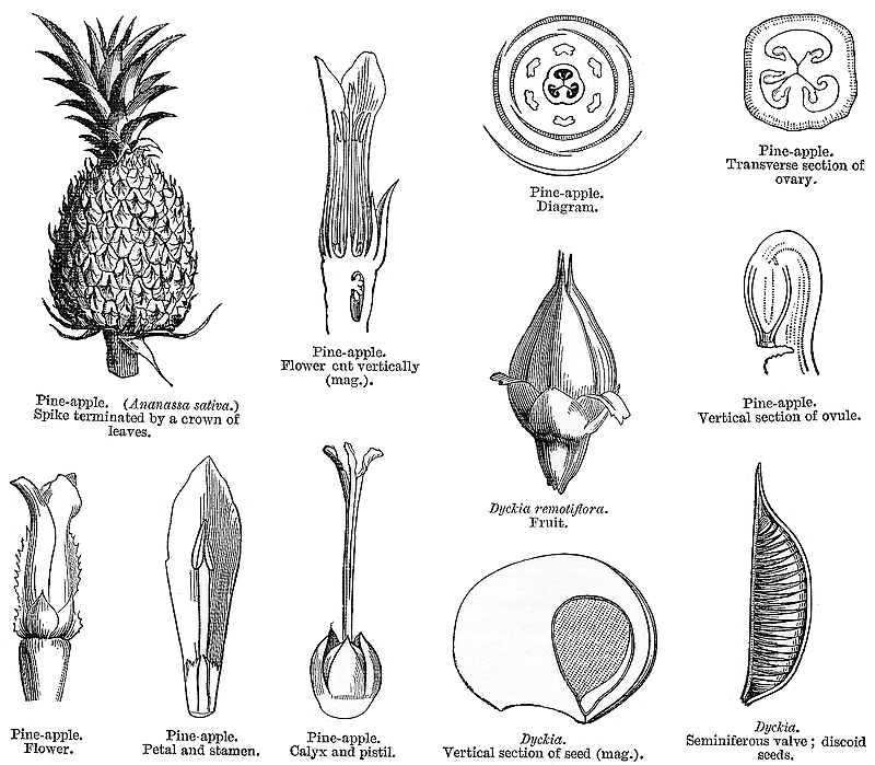 گیاهان تیره (خانواده)  آناناس - Bromeliaceae