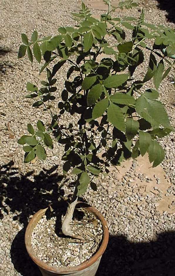 گیاهان تیره (خانواده)  بورسراسه -  کندر - Burseraceae