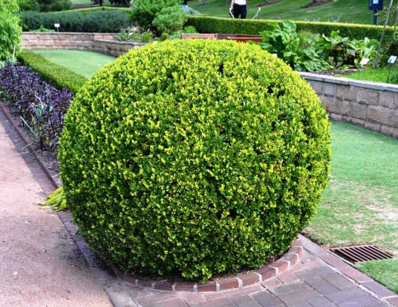 گیاهان تیره (خانواده)  شمشاد - Buxaceae