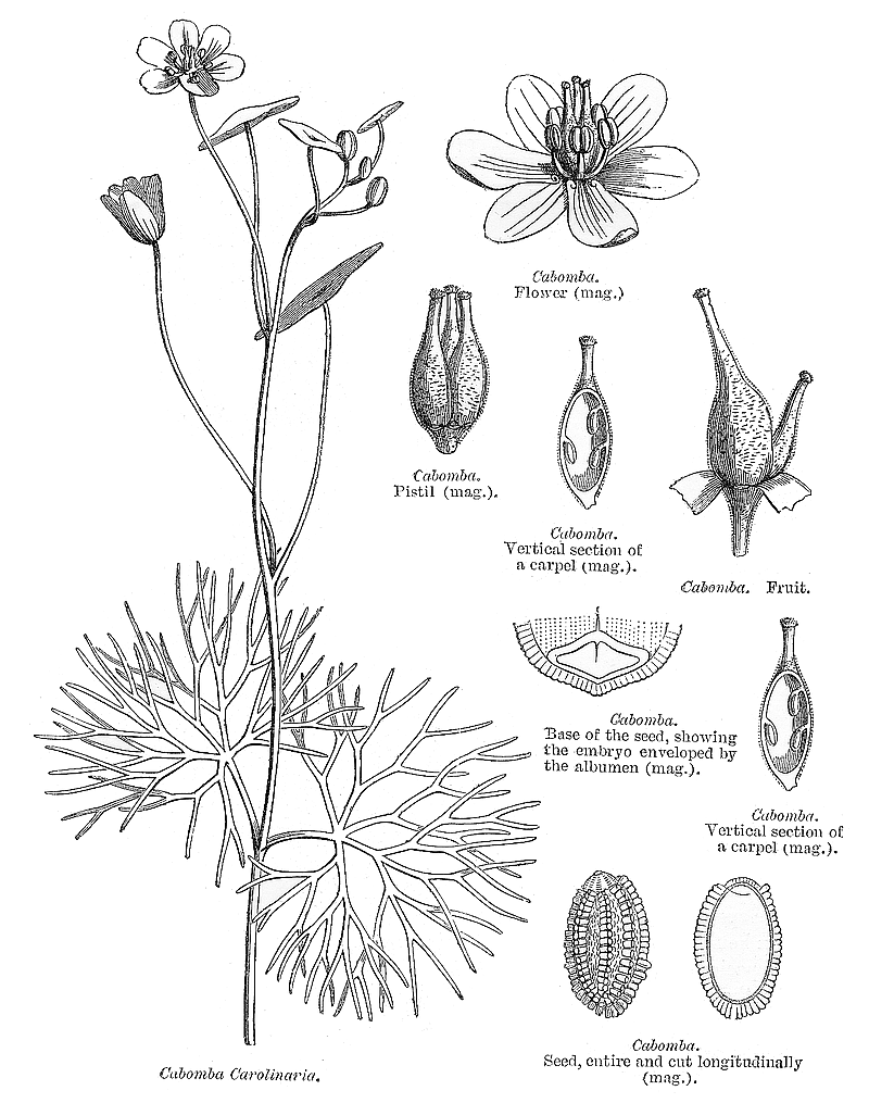 گیاهان تیره (خانواده)  کابومباسه - Cabombaceae