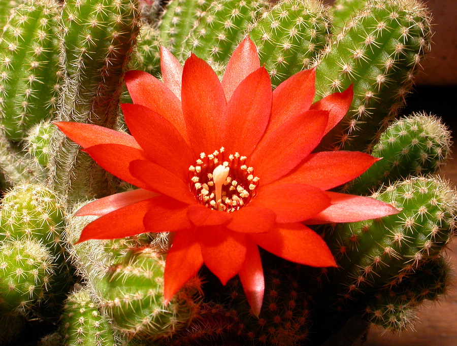 گیاهان تیره (خانواده)  کاکتوس  - Cactaceae
