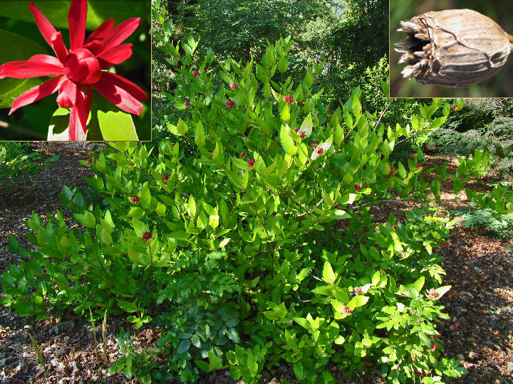گیاهان تیره (خانواده)  گلشرابیان - Calycanthaceae