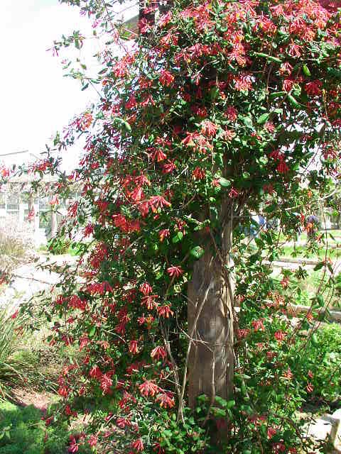 گیاهان تیره (خانواده)  کاپریفولیاسه -  پیچ امین الدوله - Caprifoliaceae