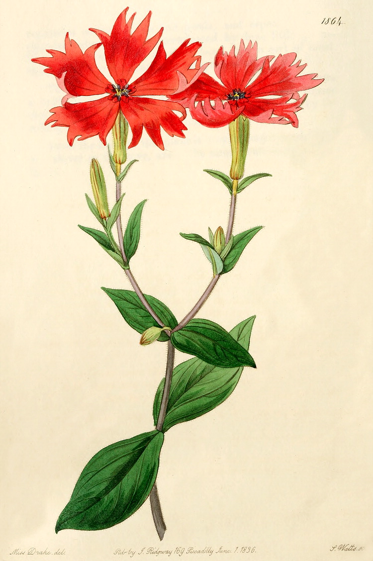 گیاهان تیره (خانواده) میخک سانان - Caryophyllaceae