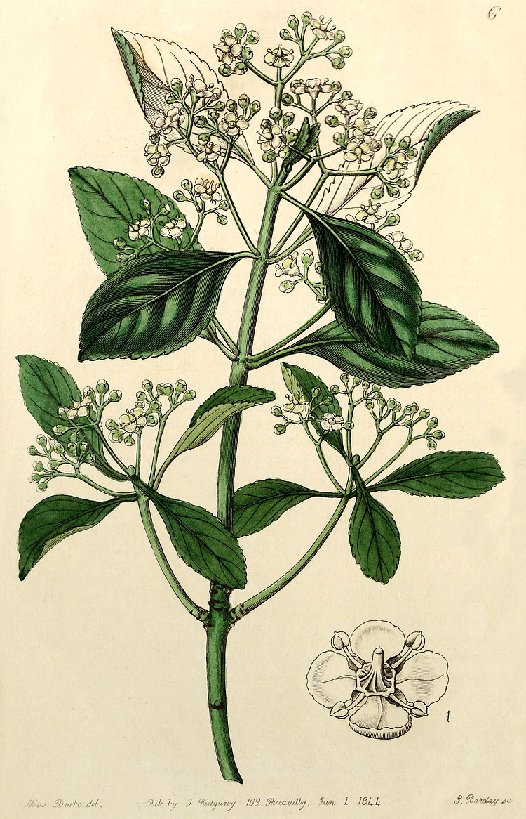گیاهان تیره (خانواده)  شمشاد - Celastraceae