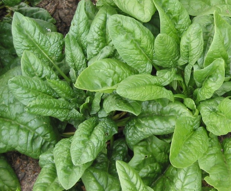 گیاهان تیره (خانواده)  اسفناج - Chenopodiaceae