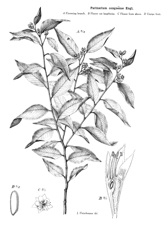 گیاهان تیره (خانواده)  کریزوبالاناسه  - Chrysobalanaceae