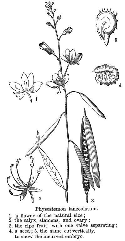 گیاهان تیره (خانواده)  کلوماسه - Cleomaceae