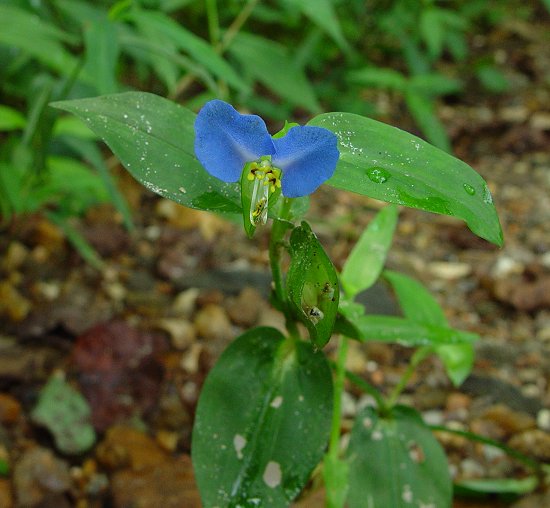 گیاهان تیره (خانواده)  کاملیناسه -  برگ بیدی - Commelinaceae